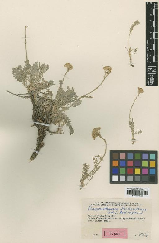 Tanacetum polycephalum Schultz - BM000945920