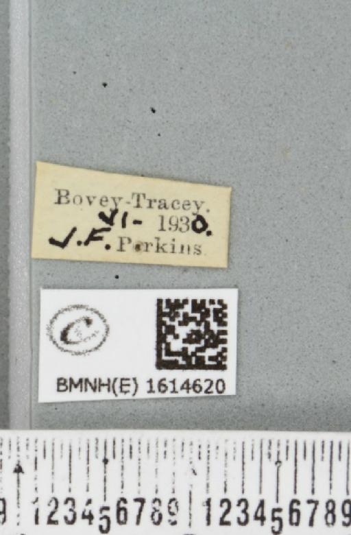 Epirrhoe rivata (Hübner, 1813) - BMNHE_1614620_label_325146