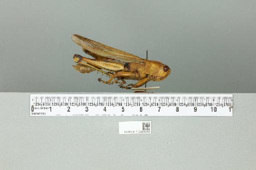 Valanga nigricornis disparilis (Kirby, 1888) - 012498489_reverse