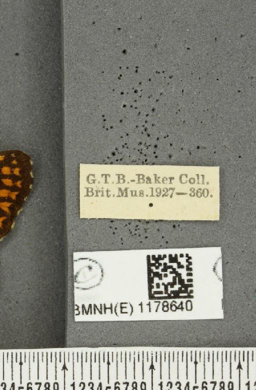 Melitaea athalia ab. evittata Verity, 1916 - BMNHE_1178640_label_56447