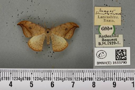 Drepana falcataria ab. infernalis Hoffmann, 1912 - BMNHE_1633790_200901