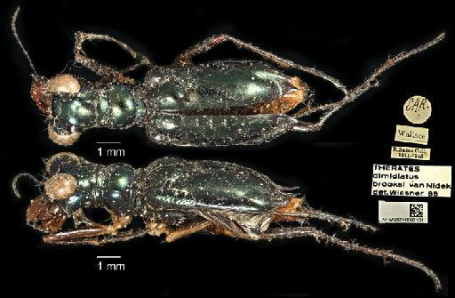 Therates dimidiatus brooksi Nidek, 1977 - 010602151_THERATES_DIMIDIATUS_Non-Type