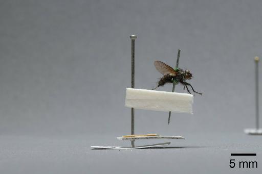 Sarcophaga (Myorhina) nigriventris Meigen, 1826 - 015092039_lateral