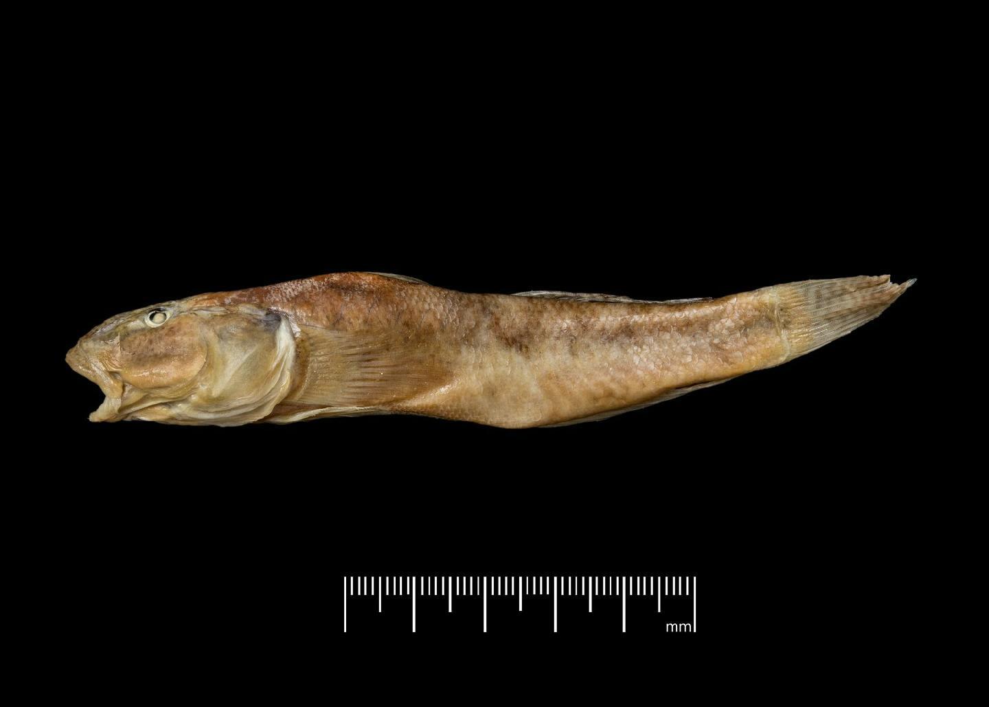 To NHMUK collection (Gobius jayakari Boulenger, 1888; SYNTYPE(S); NHMUK:ecatalogue:3112346)