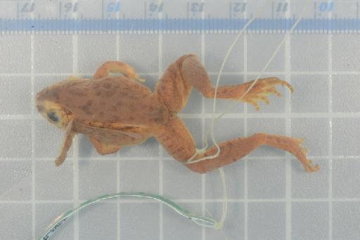 Rana minica - Image of specimen 1907.2.22.3