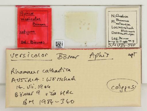 Aphis versicolor Börner, 1950 - 014865701_112479_743569_157851_Type