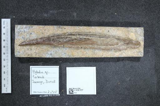 Hybodus Agassiz, 1837 - 010021937_L010040435