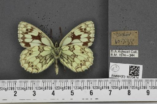 Melanargia galathea serena Verity, 1913 - BMNHE_1070474_36455