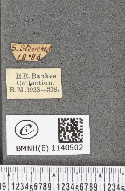Thecla betulae (Linnaeus, 1758) - BMNHE_1140502_label_95939