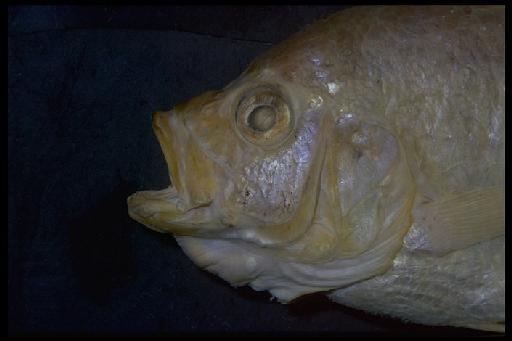 Pelmatochromis obesus Boulenger, 1906 - Haplochromis obesus; 1906.5.30.311