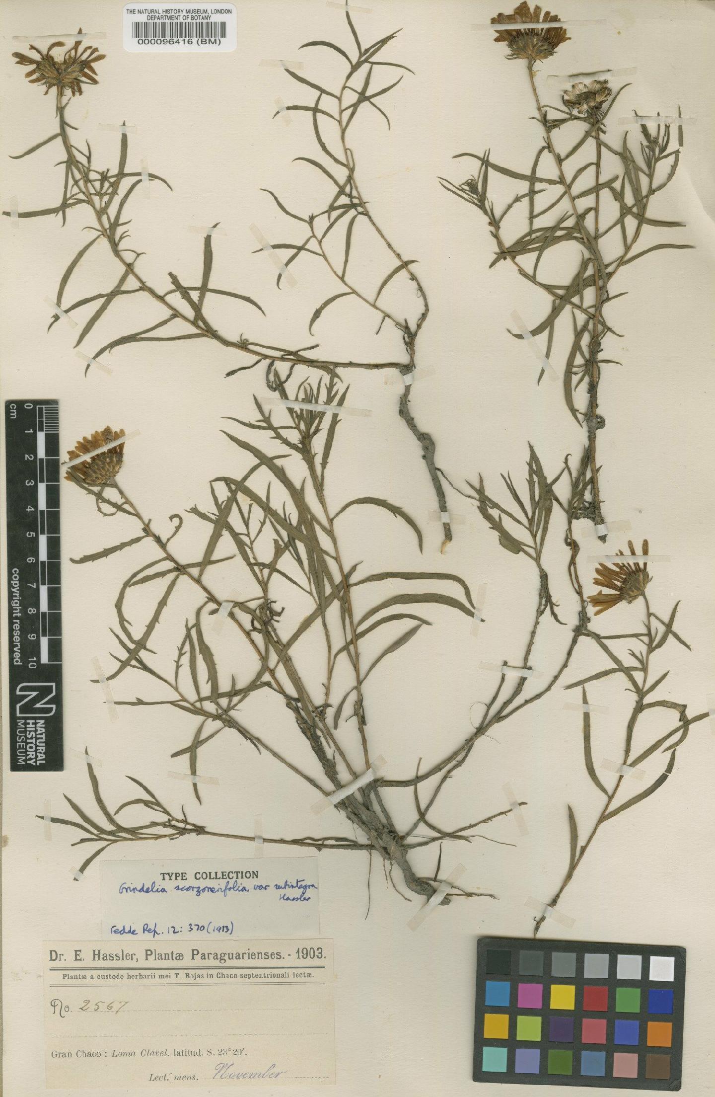 To NHMUK collection (Grindelia scorzonerifolia var. subintegra Hassl.; Type; NHMUK:ecatalogue:4567032)
