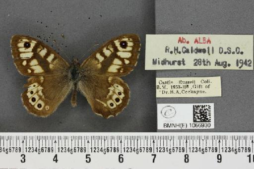 Lasiommata megera ab. bradanfelda Blackie, 1920 - BMNHE_1066930_28588