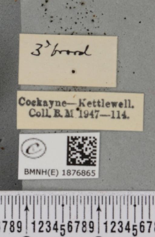 Selenia tetralunaria ab. nigrescens Cockayne, 1949 - BMNHE_1876865_a_label_449250