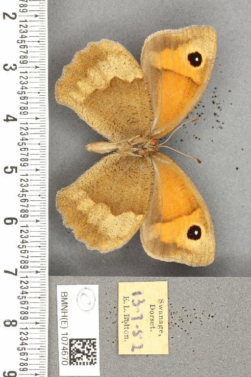 Maniola jurtina insularis ab. postaurolancea Leeds, 1950 - BMNHE_1074670_41528