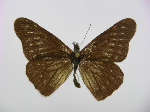 Catasticta potameoides Reissinger, 1972 - BMNH(E)#1203479 Catasticta potameoides Male 2