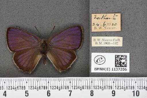 Neozephyrus quercus (Linnaeus, 1758) - BMNHE_1137206_94610