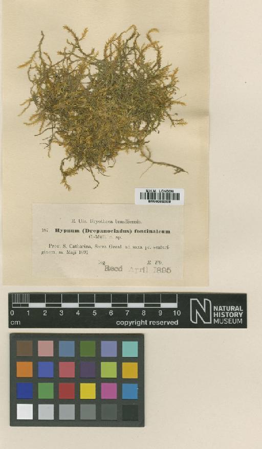 Leptodictyum riparium (Hedw.) Warnst. - BM000862368_a