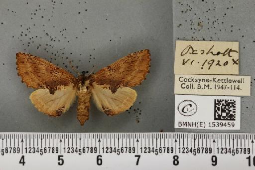 Ptilodon capucina (Linnaeus, 1758) - BMNHE_1539459_247039