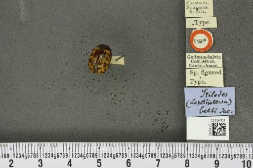 Leptinotarsa belti (Jacoby, 1879) - BMNHE_1315401_14869