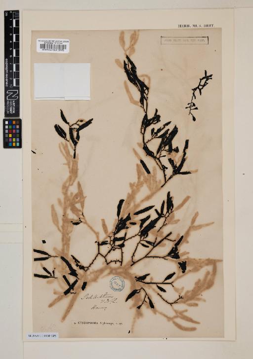Cystophora xiphocarpa Harv. - 000562720