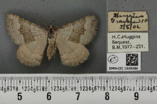 Scotopteryx bipunctaria cretata (Prout, 1937) - BMNHE_1608886_305255