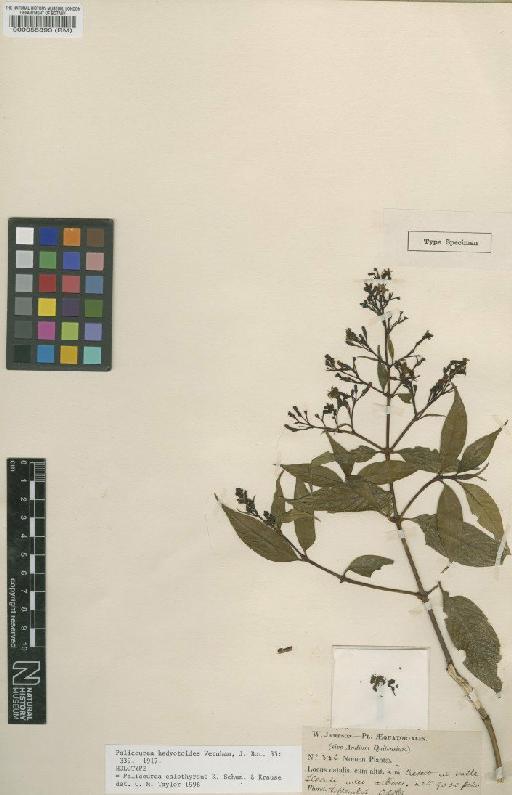 Palicourea calothyrsus K.Schum. & K.Krause - BM000055893