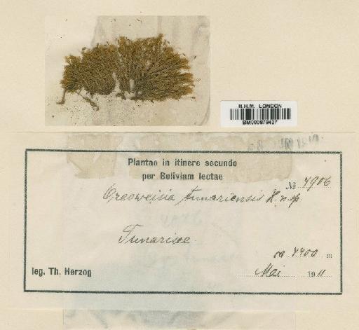 Oreoweisia tunariensis Herzog - BM000879427