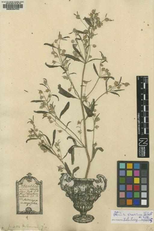 Artemisia absinthium L. - BM000647030