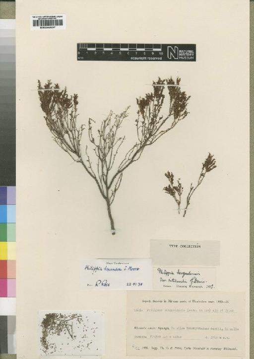 Philippia benguelensis var. intermedia Weim. - BM000925297