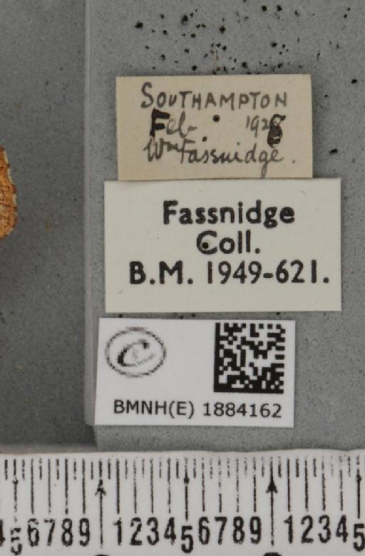 Selenia dentaria (Fabricius, 1775) - BMNHE_1884162_label_444448