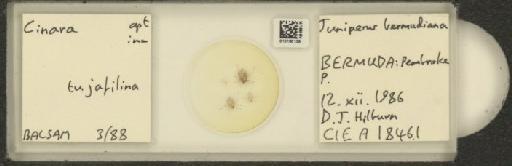 Cinara (Cupressobium) tujafilinus Del Guercio, 1909 - 010180135_112974_1093875