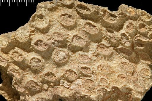 Montastraea canalis - Fossil Coral AZ3097