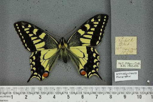 Papilio machaon britannicus ab. hiemalis Fettig, 1910 - BMNHE_500675_64270