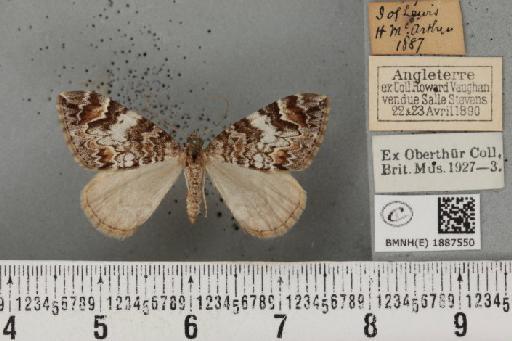 Dysstroma citrata citrata (Linnaeus, 1761) - BMNHE_1887550_435400