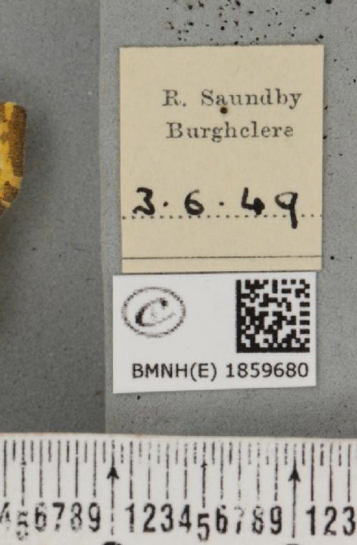 Pseudopanthera macularia (Linnaeus, 1758) - BMNHE_1859680_label_429976