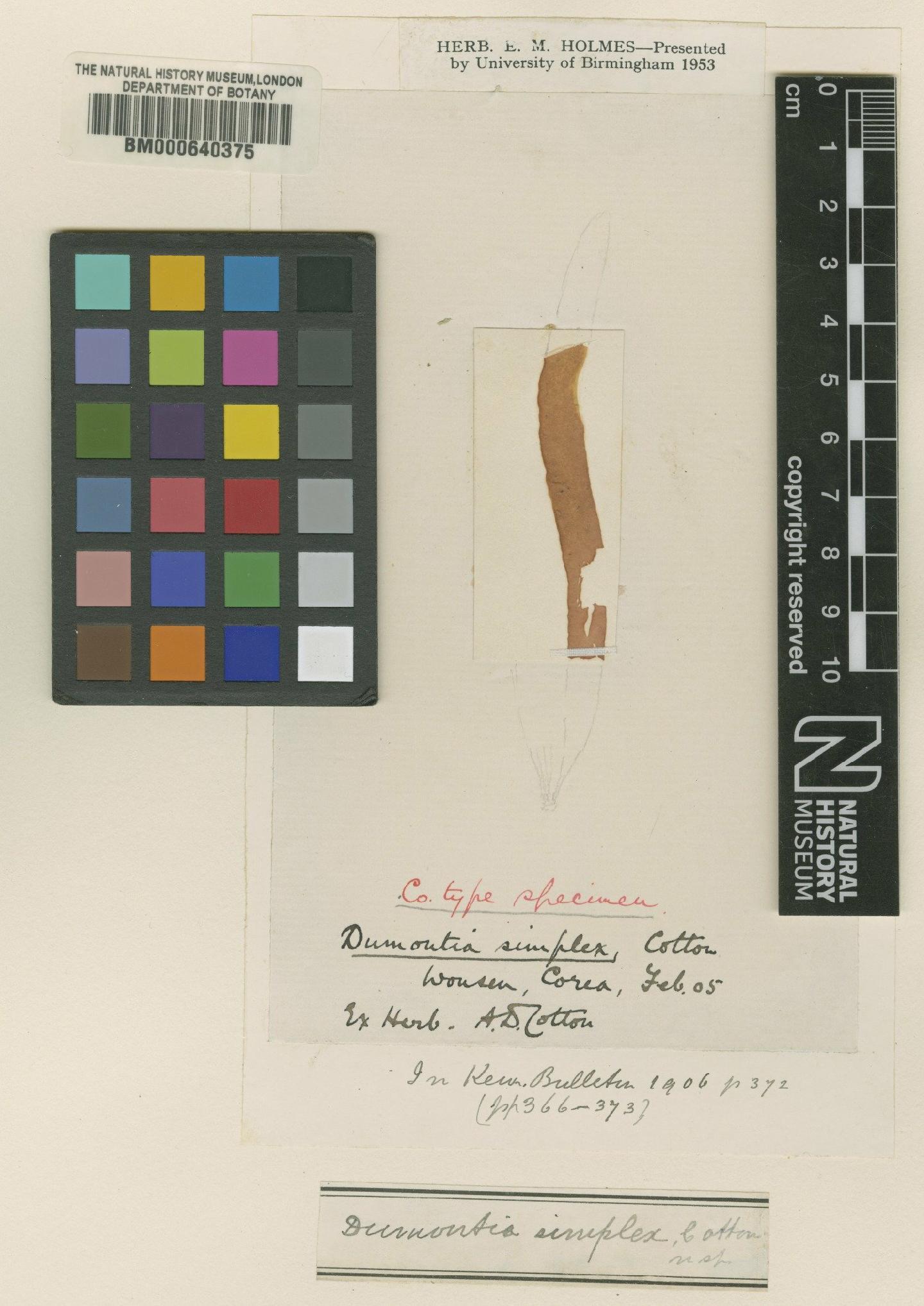 WoRMS - World Register of Marine Species - Dumontia simplex Cotton, 1906