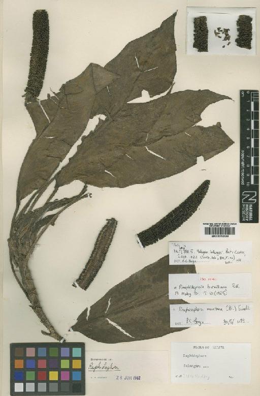 Rhaphidophora montana (Blume) Schott - BM000799958