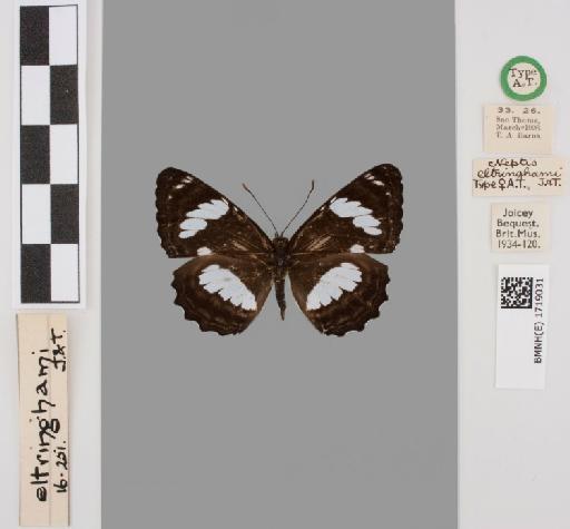 Neptis eltringhami Joicey & Talbot - BMNH(E)#1719031_Neptis_eltringhami_Joicey&Talbot_allotype_female_labels