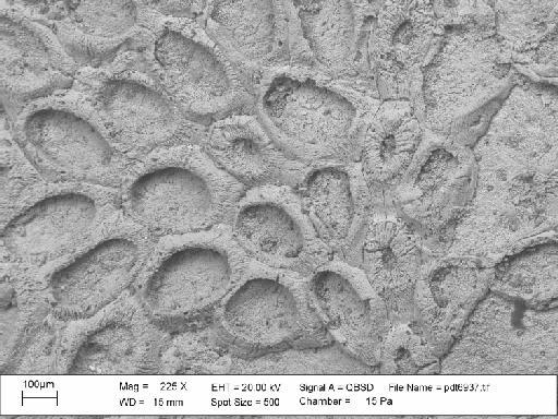 Charixa sexspinata Martha et al., 2019 - PI BZ 2000 – cf. Spinicharixa