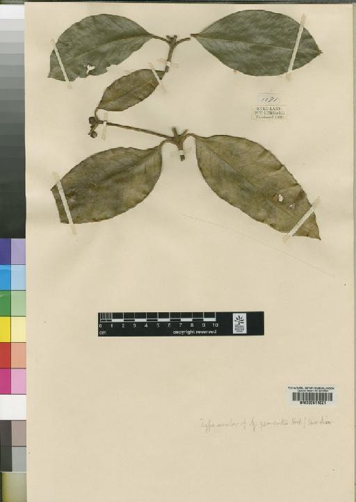 Garcinia natalensis Schltr. - BM000611821
