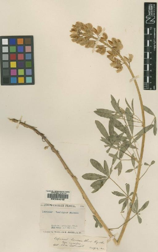 Lupinus leucanthus Rydb. - BM000645762