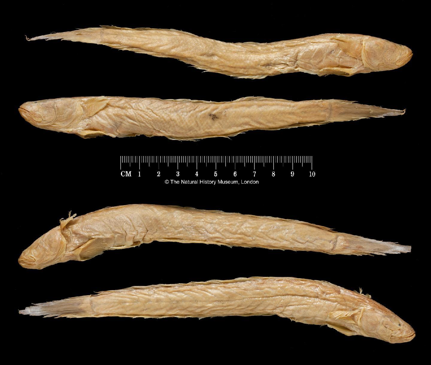 To NHMUK collection (Gobioides grahamae Palmer & Wheeler, 1955; Holotype & Paratype(s); NHMUK:ecatalogue:2505571)