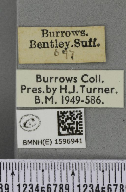 Idaea straminata (Borkhausen, 1794) - BMNHE_1596941_label_298769