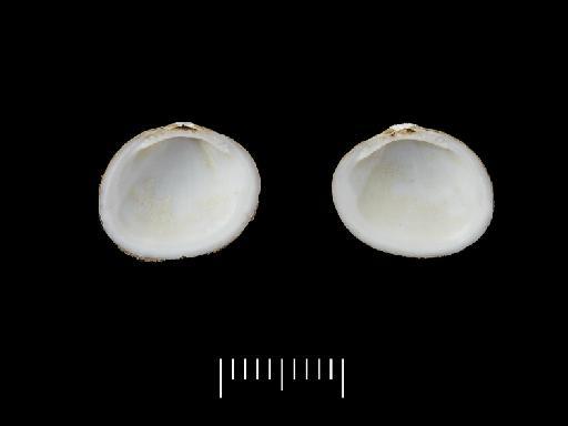 Limopsis scotiana Dell, 1964 - 1962886/2_006
