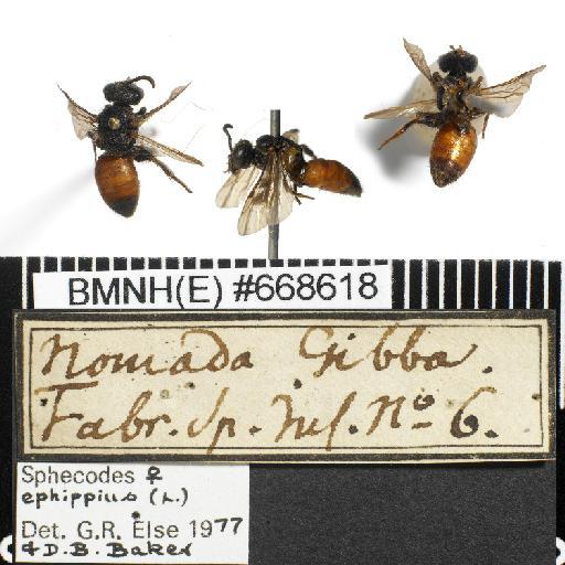 Sphecodes ephippius (Linnaeus, 1767) - Nomada_gibba-BMNH(E)#668618-habiti