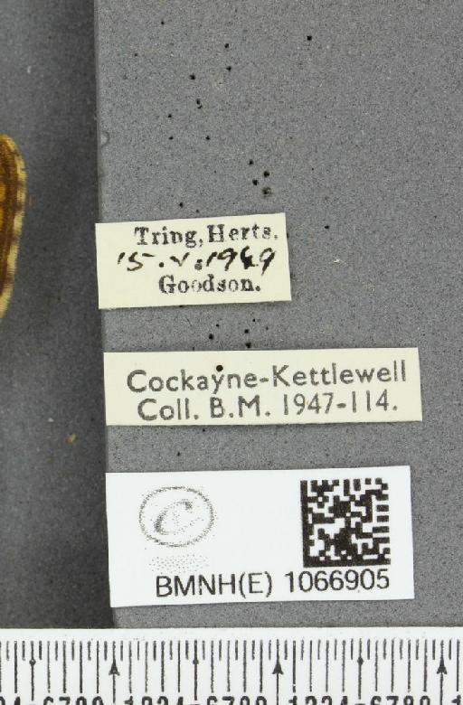 Lasiommata megera ab. bipupilla Mosley, 1896 - BMNHE_1066905_label_28584
