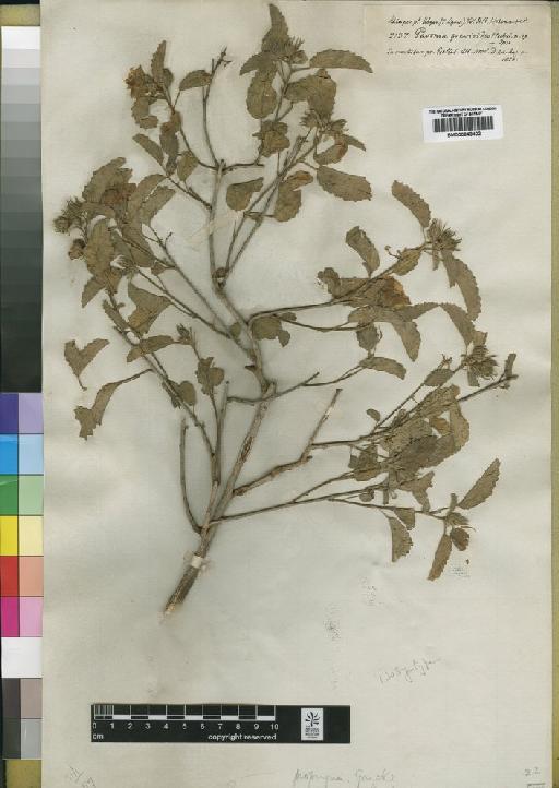 Pavonia grewioides Hochst - BM000843402