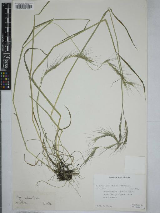 Elymus nutans Griseb. - 000064576