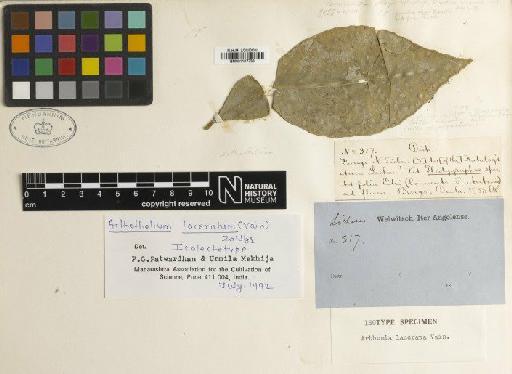 Arthothelium laceratum (Vain.) Zahlbr. - BM001107733