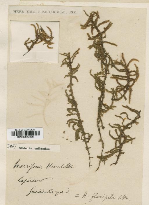 Rhacocarpus humboldtii (Hook.) Lindb. - BM000960896